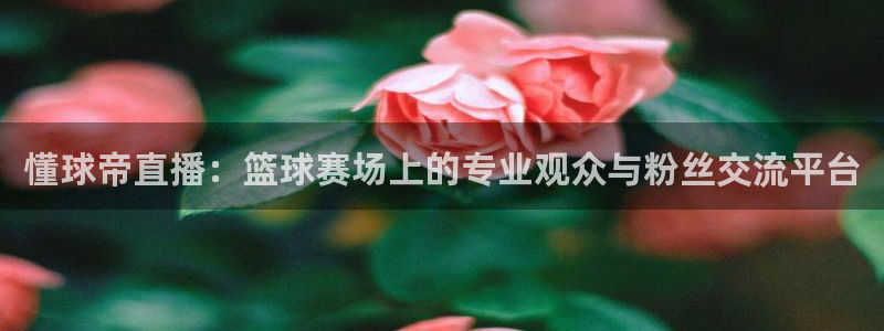 劲爆体育nba直播在线嗨球：懂球帝直播：篮球赛场上的专业观众与粉丝交流平台
